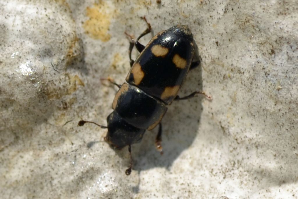 Glischrochilus quadrisignatus (cf.)